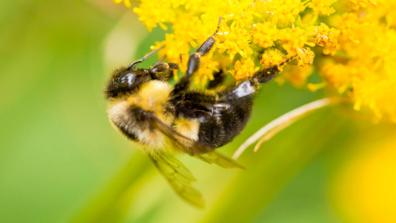 New Checklist Features 270 Species Of Native Bees In Maine - Umaine 