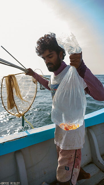 fish collector with shrimp