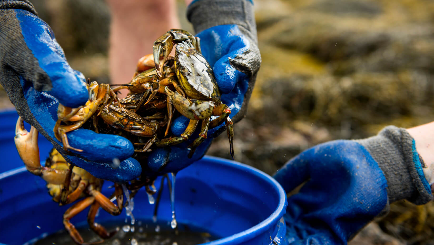 Green crabs