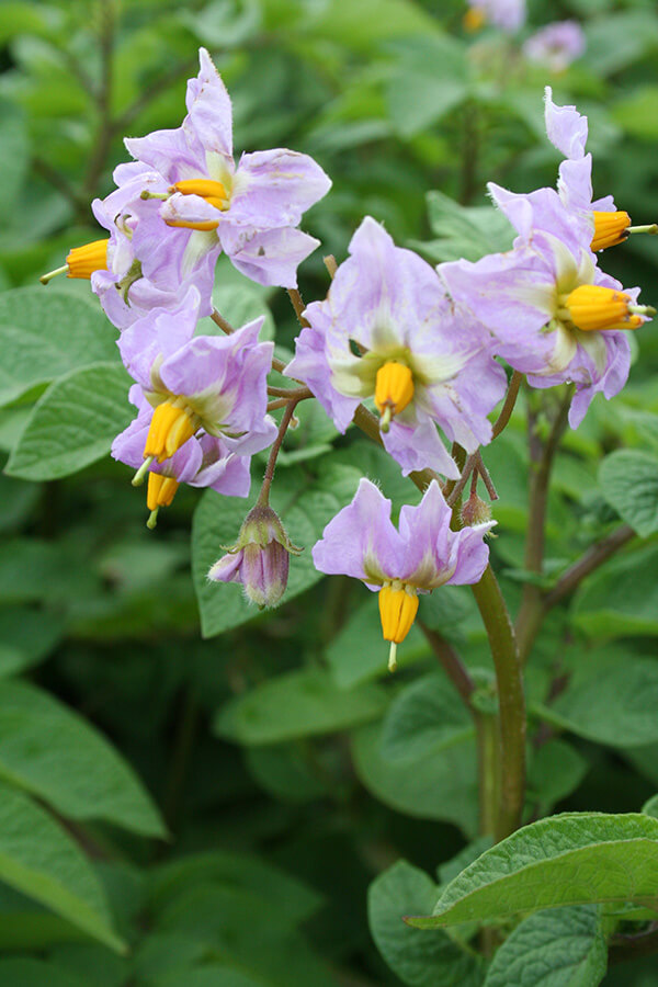 Pinto Gold blossoms