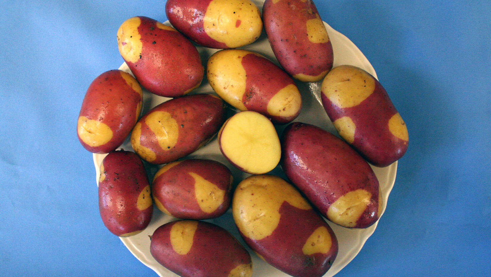 Pinto gold potato