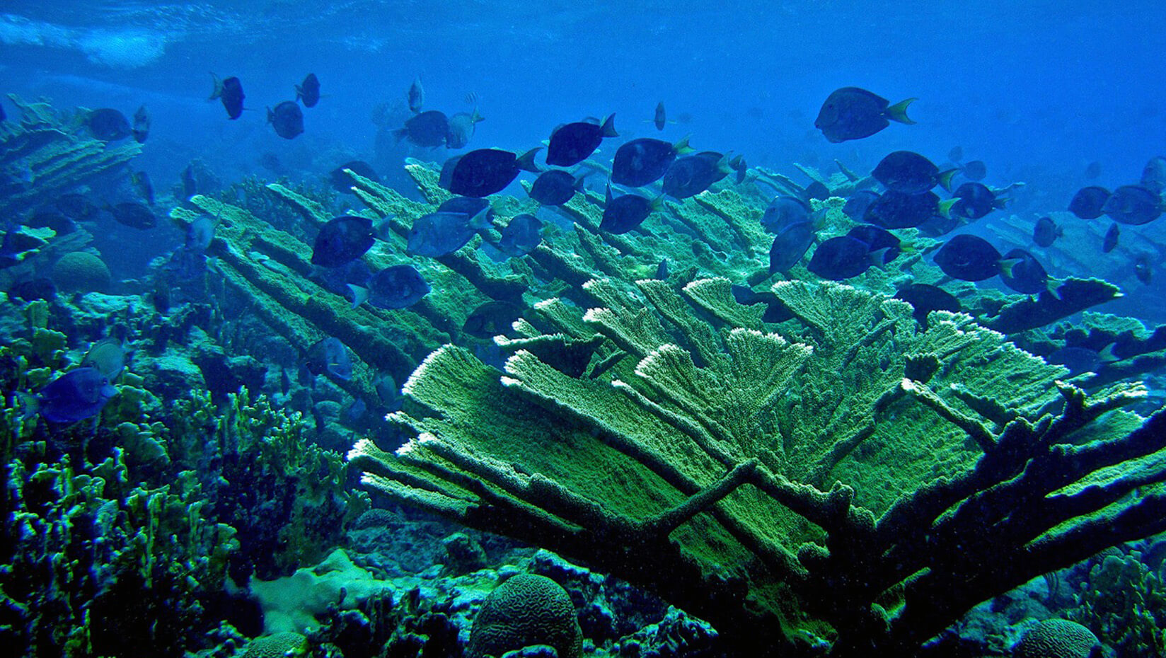 Coral reef