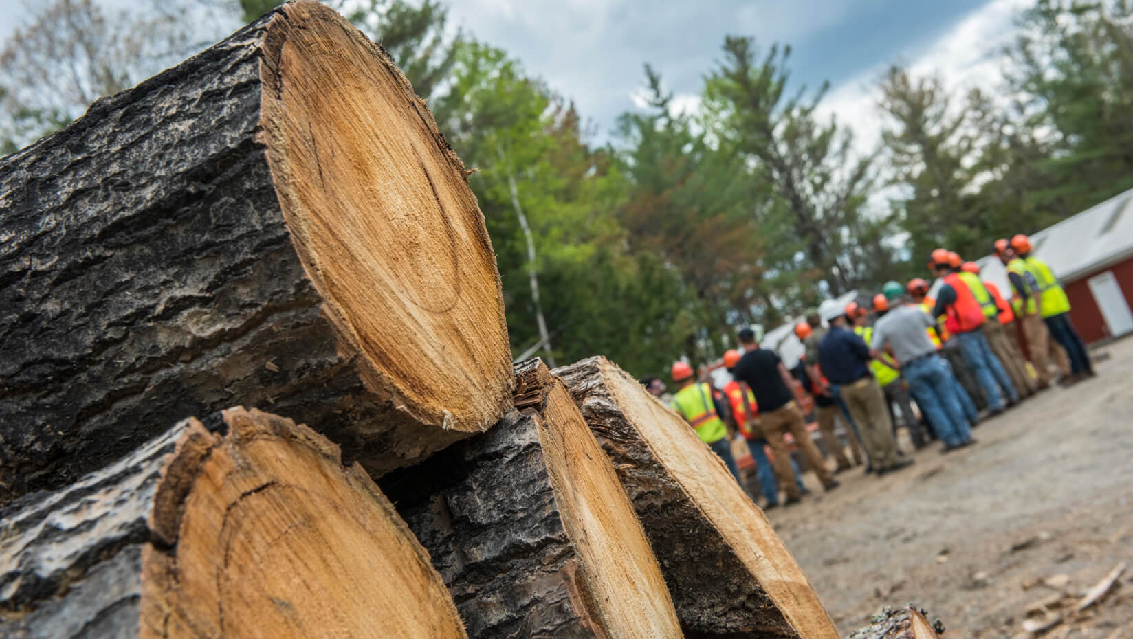 Forestry workers in the woods