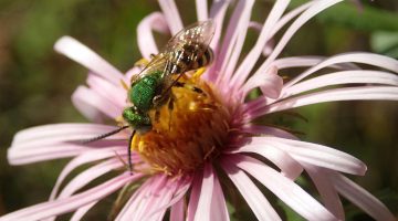 Sweat bee on aster