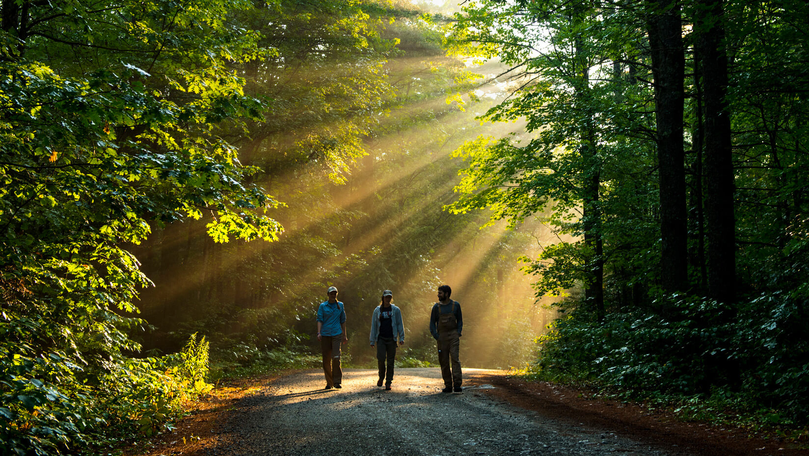 People walking in the forest