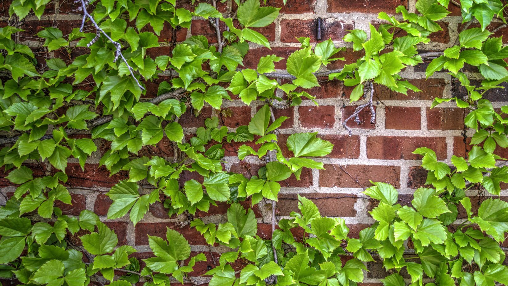 Brick wall covered in ivy