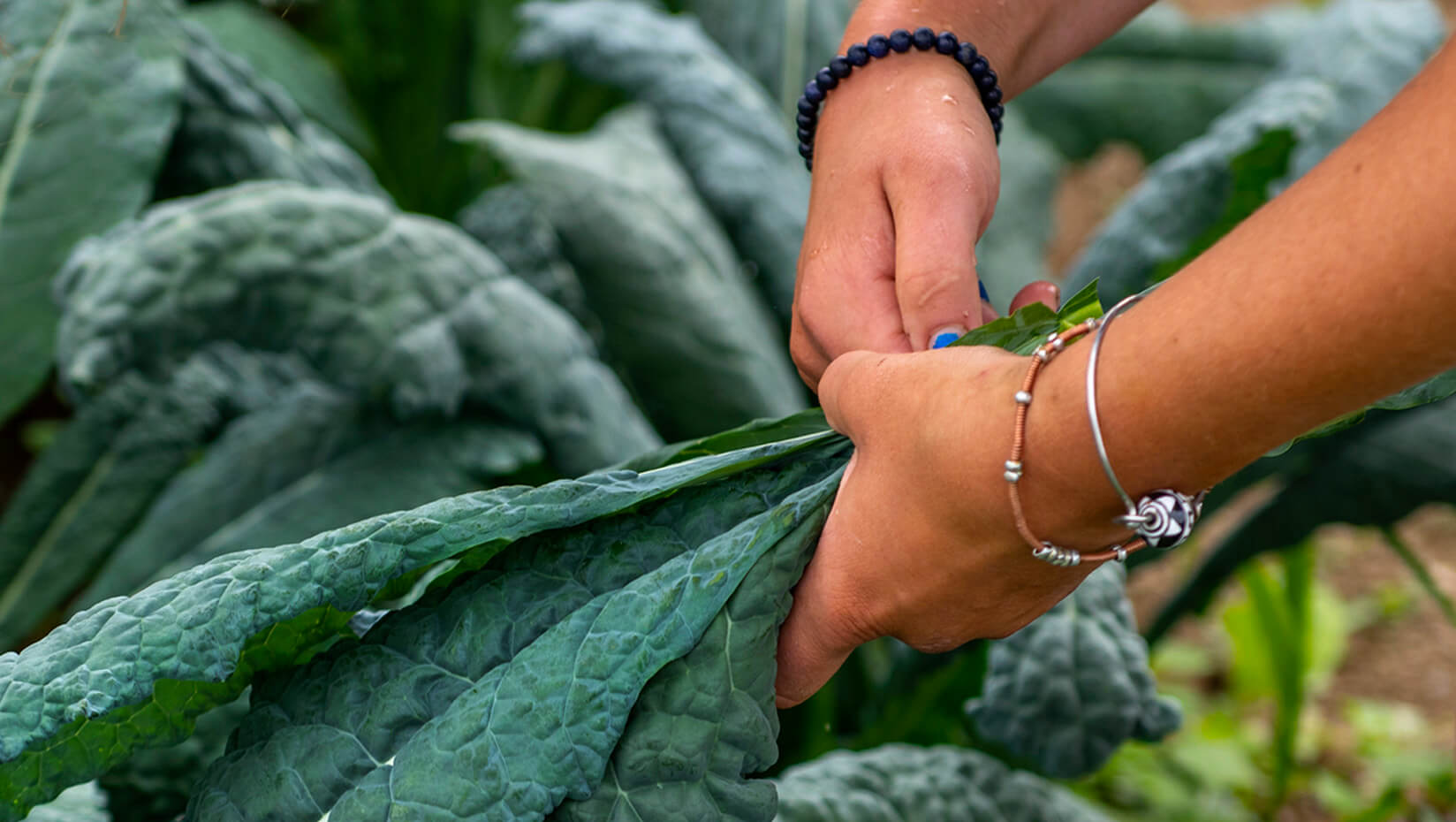 Hands harvesting kale in a field