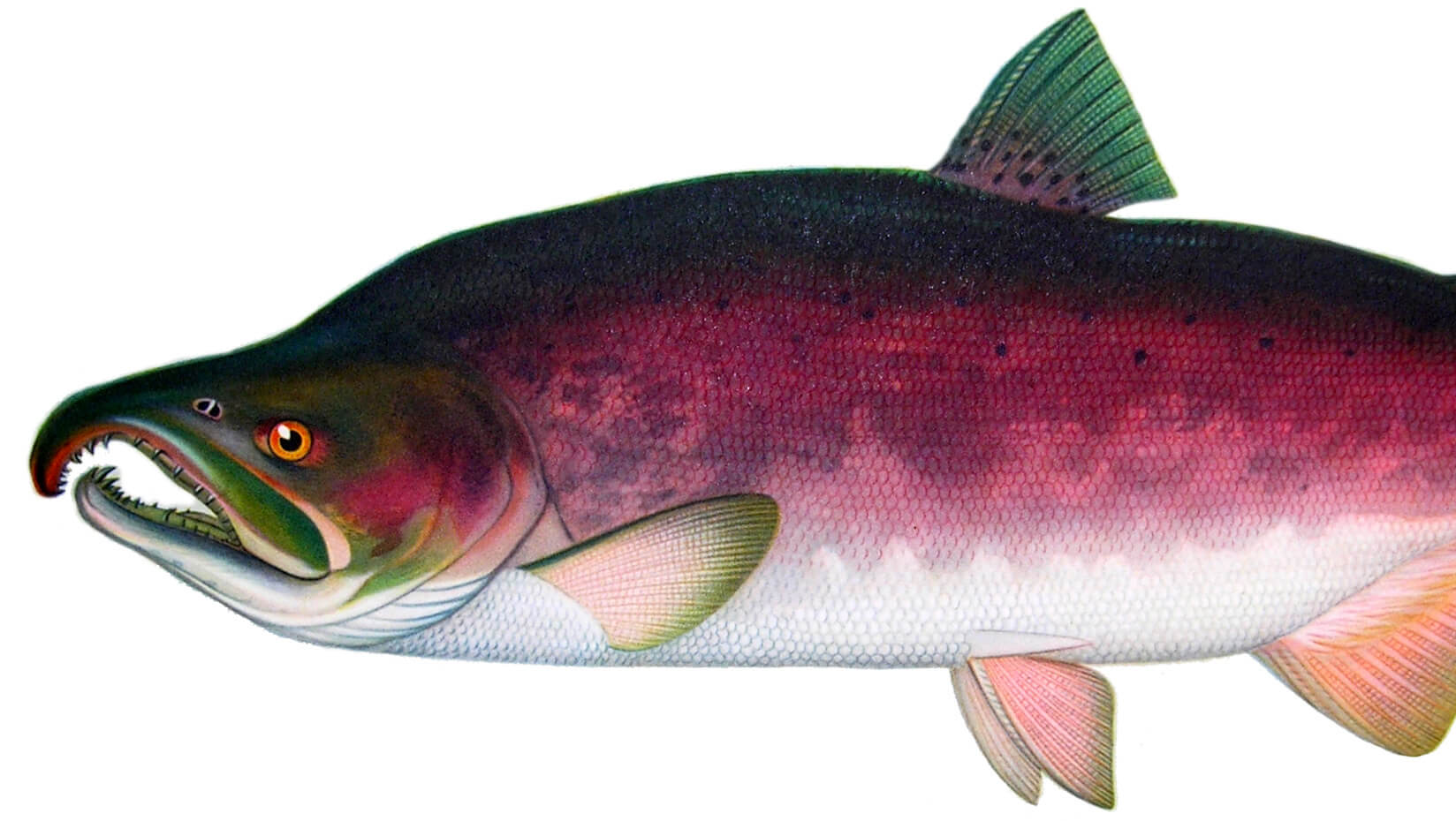 Oncorhynchus kisutch