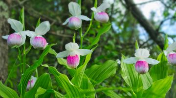 Pink and white lady slipper orchids
