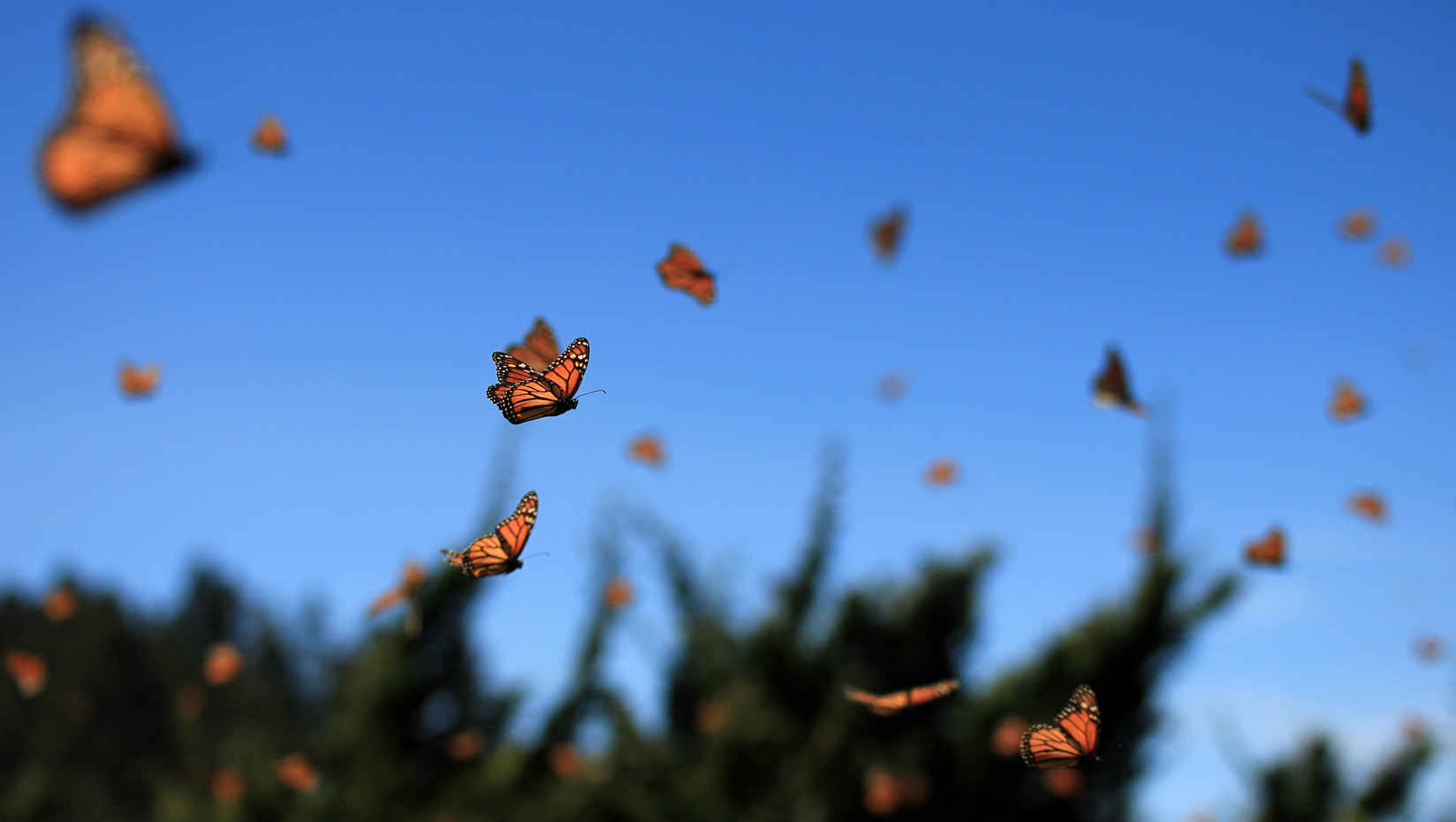 Monarch butterflies migrating