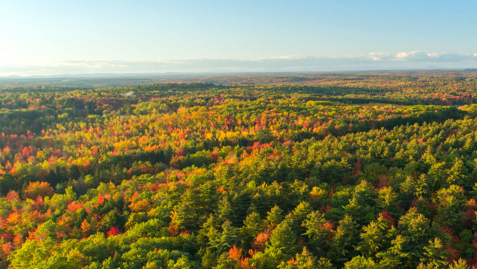 Aerial image of a Maine forest