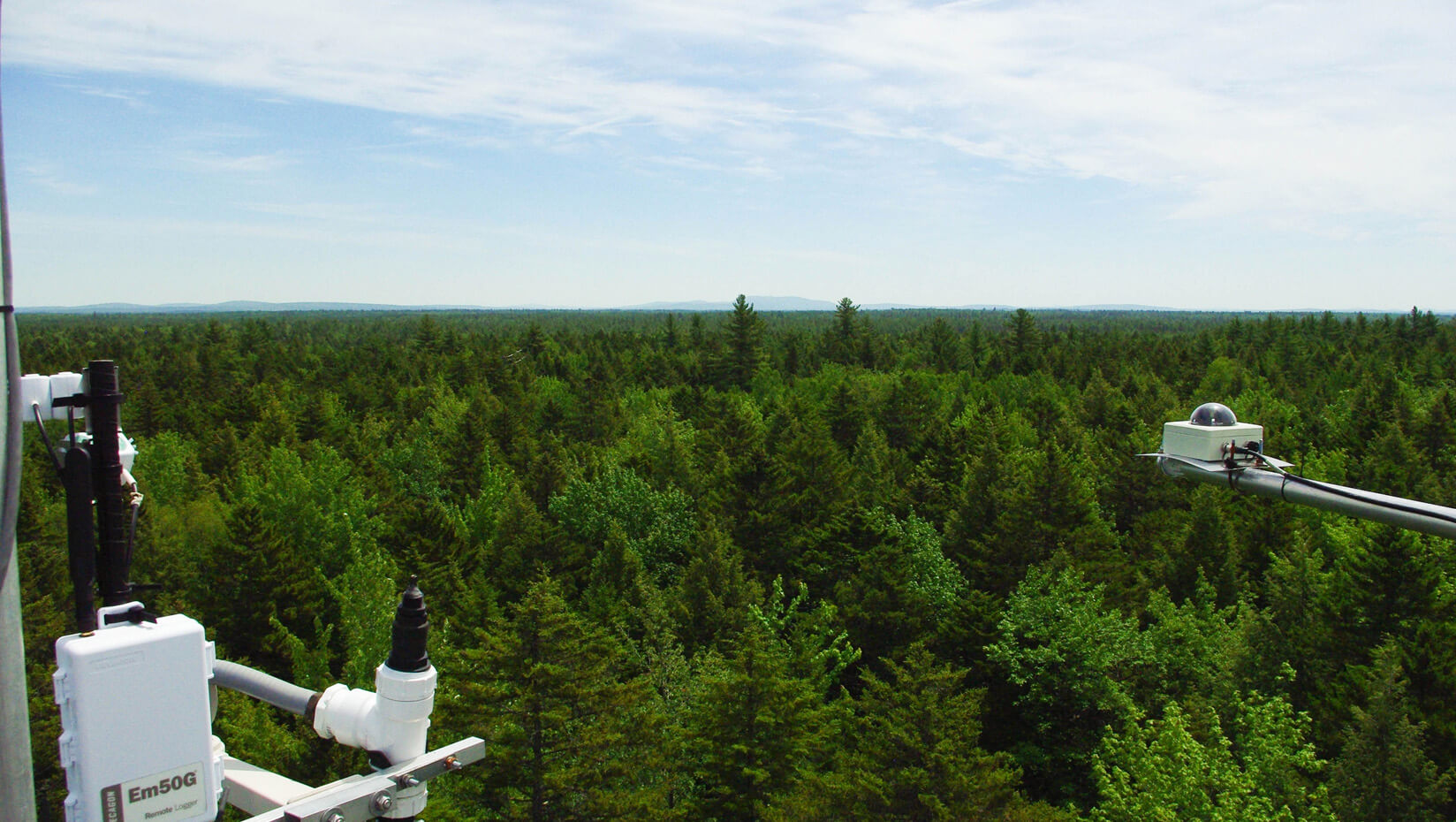 Forest with sensors