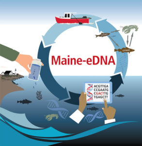 Maine-eDNA graphic