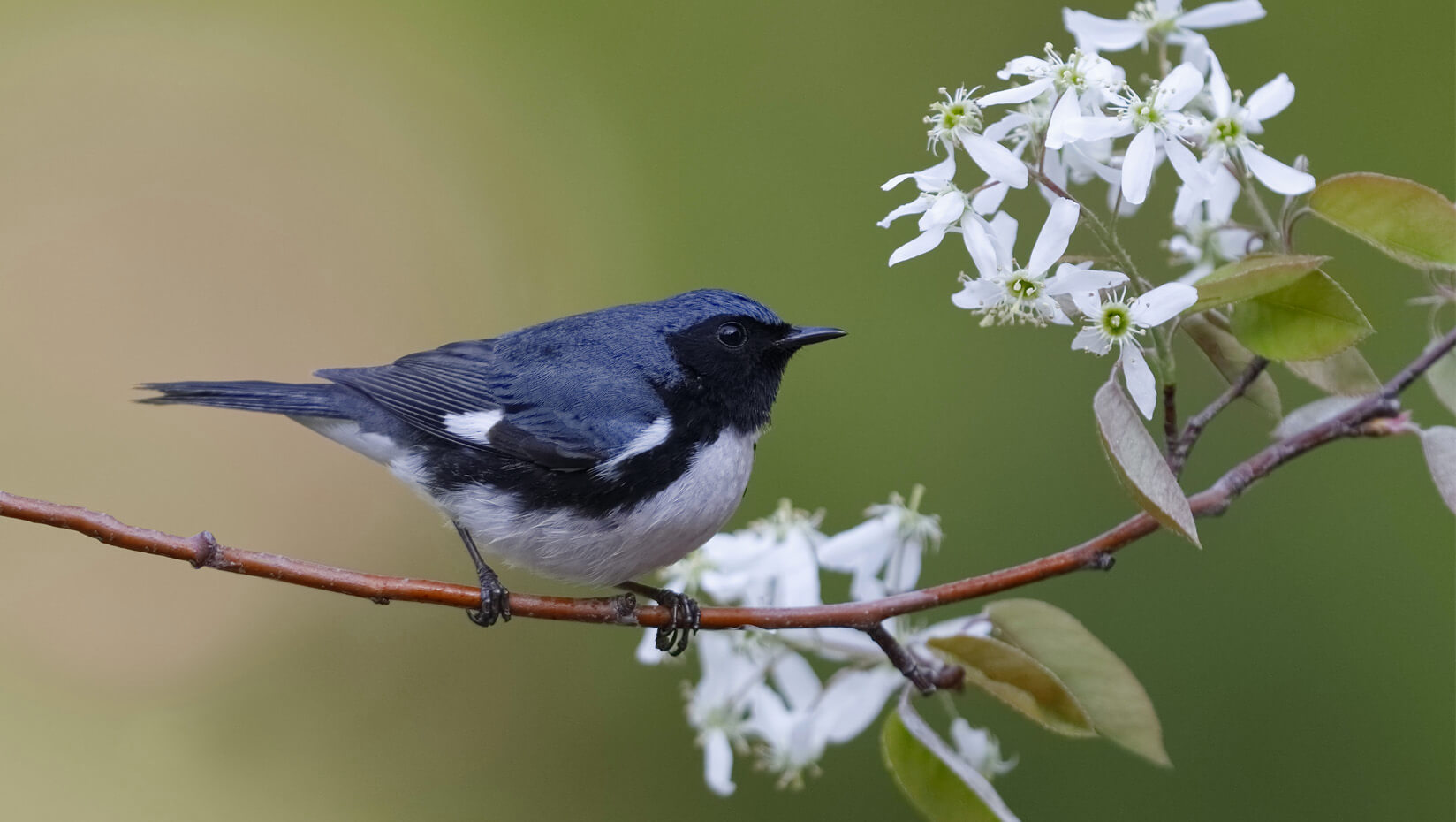 Black-throated Blue Warbler