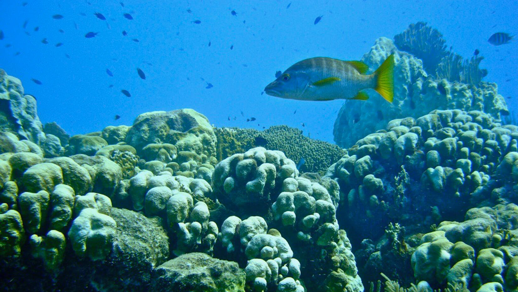 Fish and a coral reef