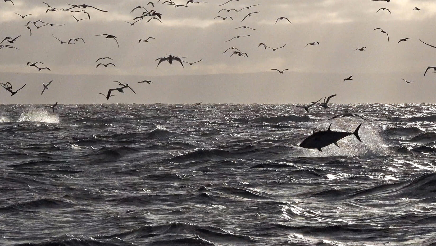 Atlantic Wahoo  NOAA Fisheries