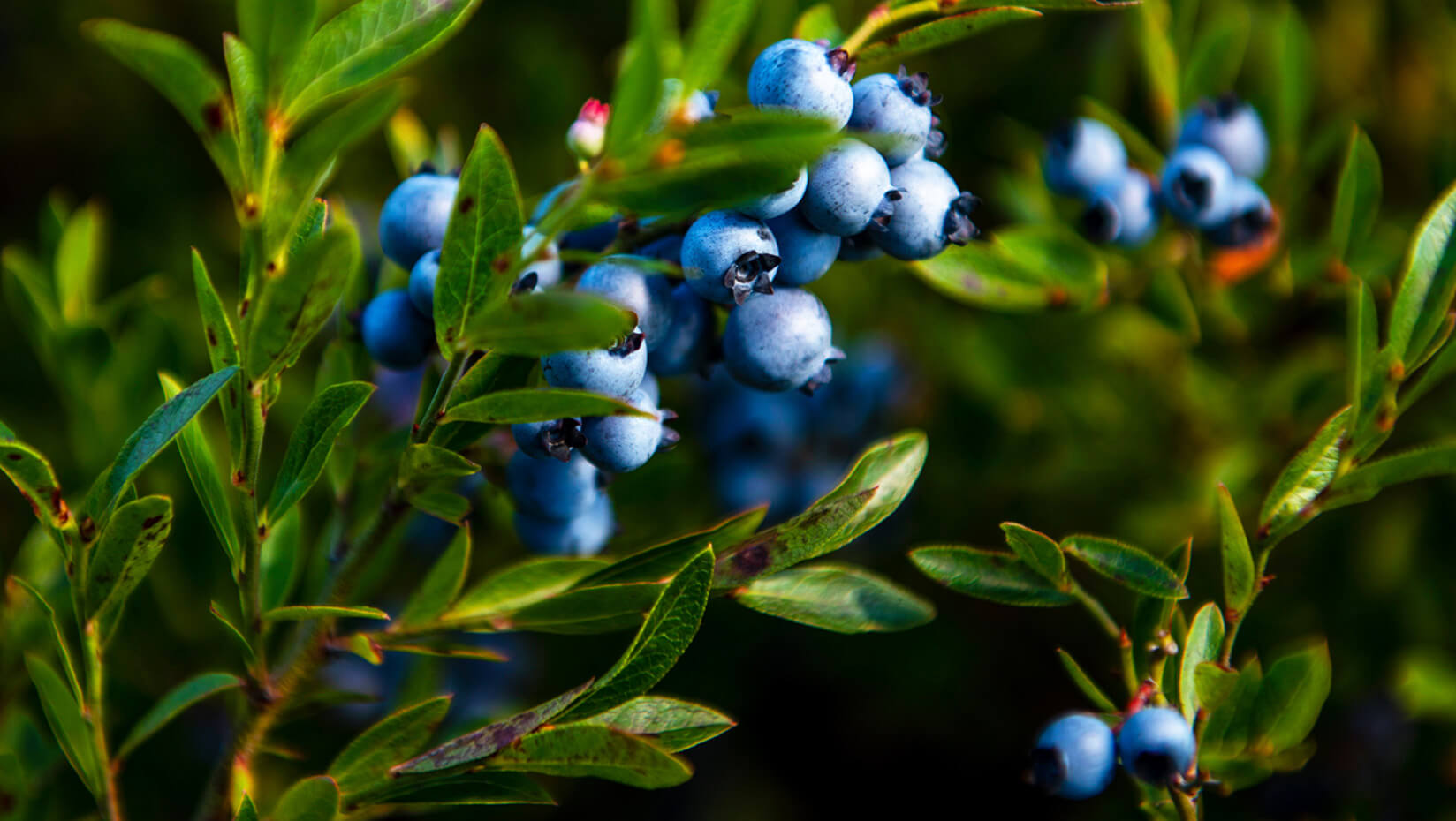 Blueberries