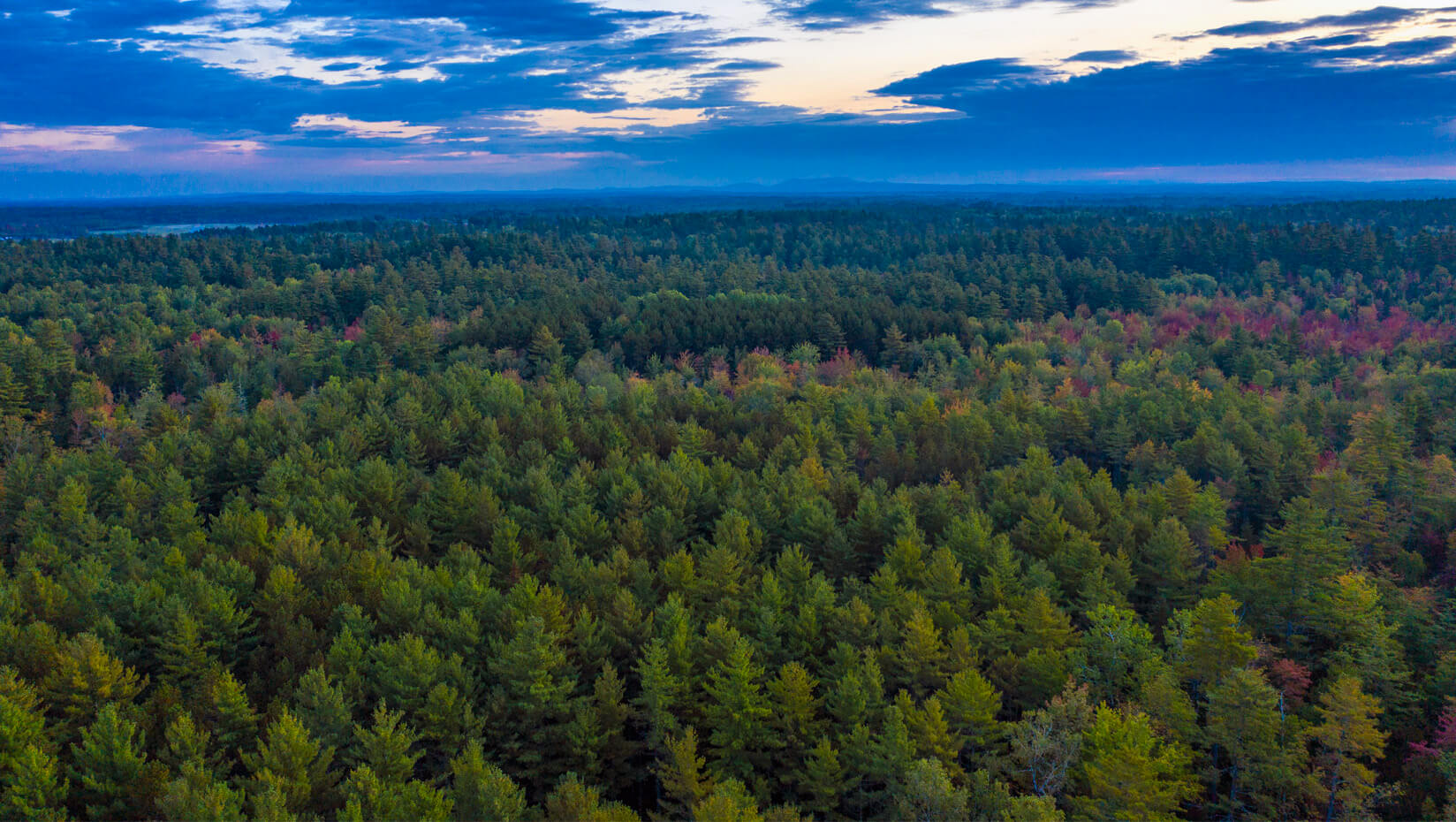 Maine forest