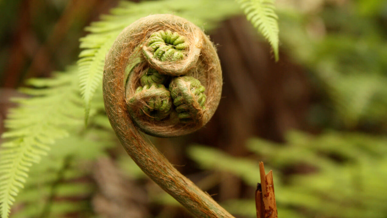 Gill to explore why ferns flourished after asteroid strike that doomed ...