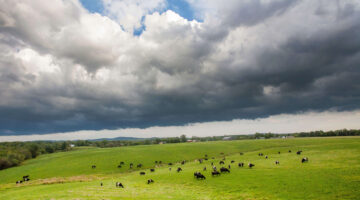 Clouds over cow field