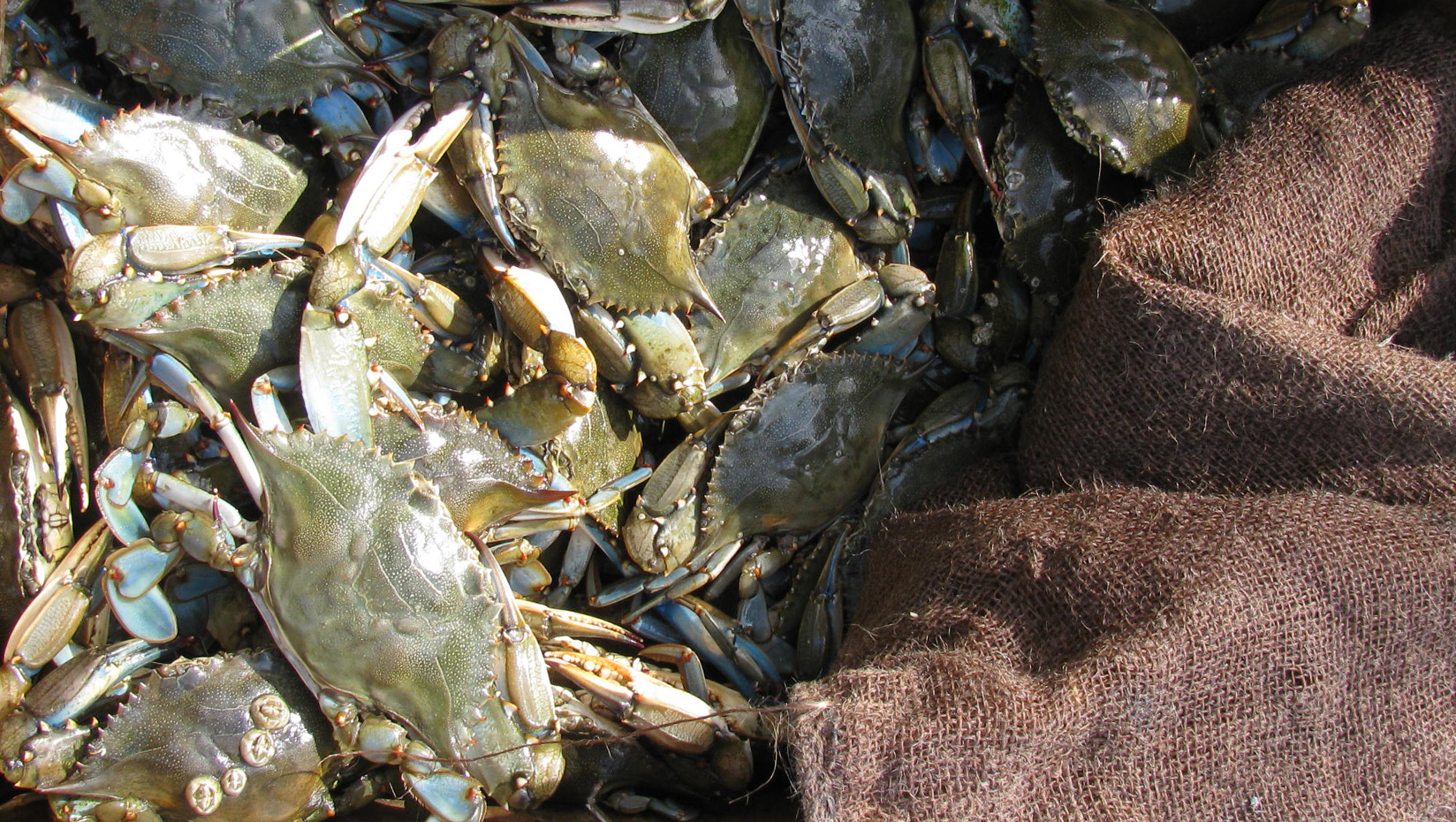 Crabs in a box