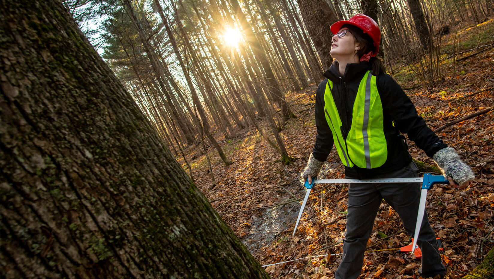 Women working in the forest