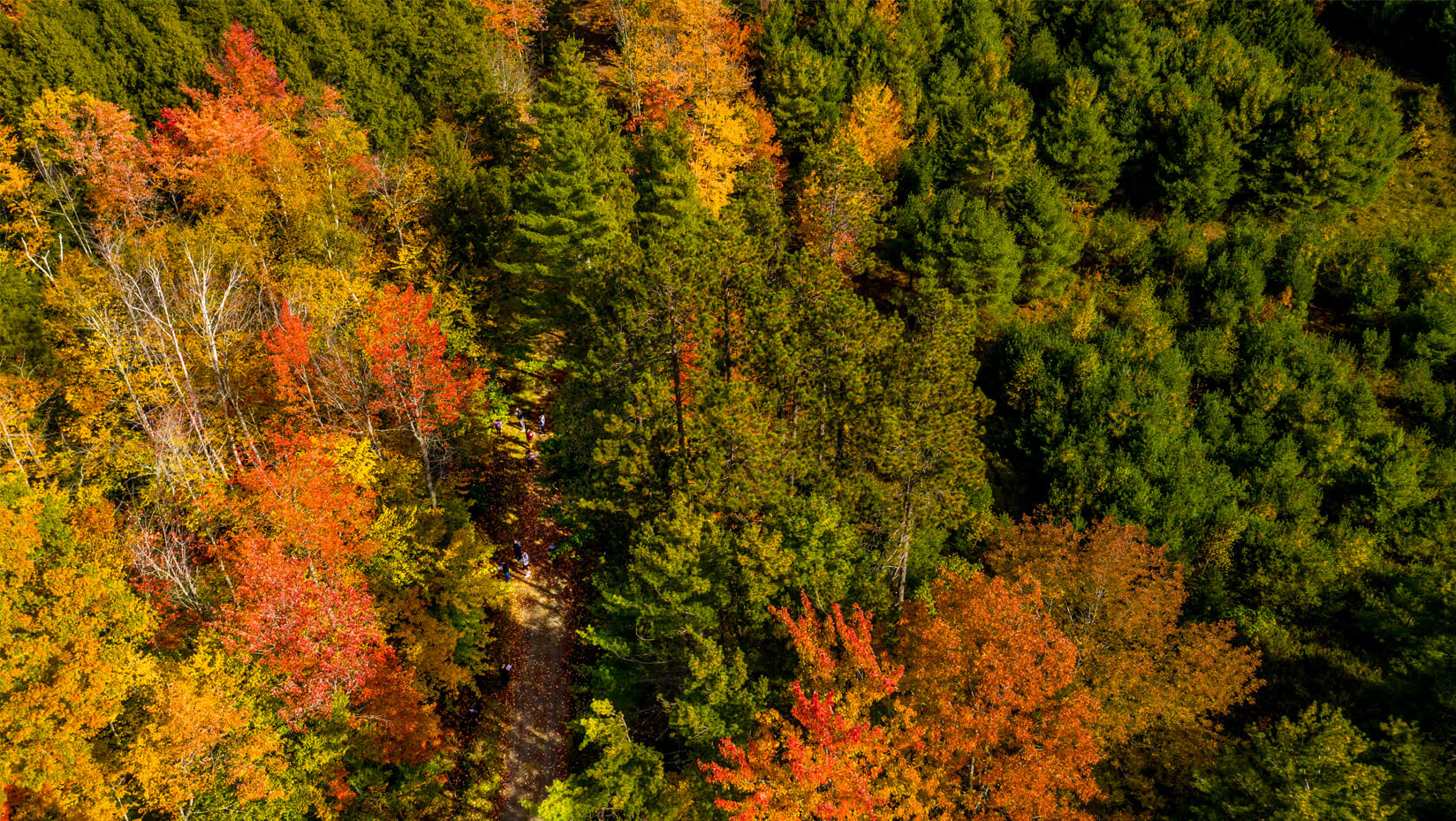 Maine forest