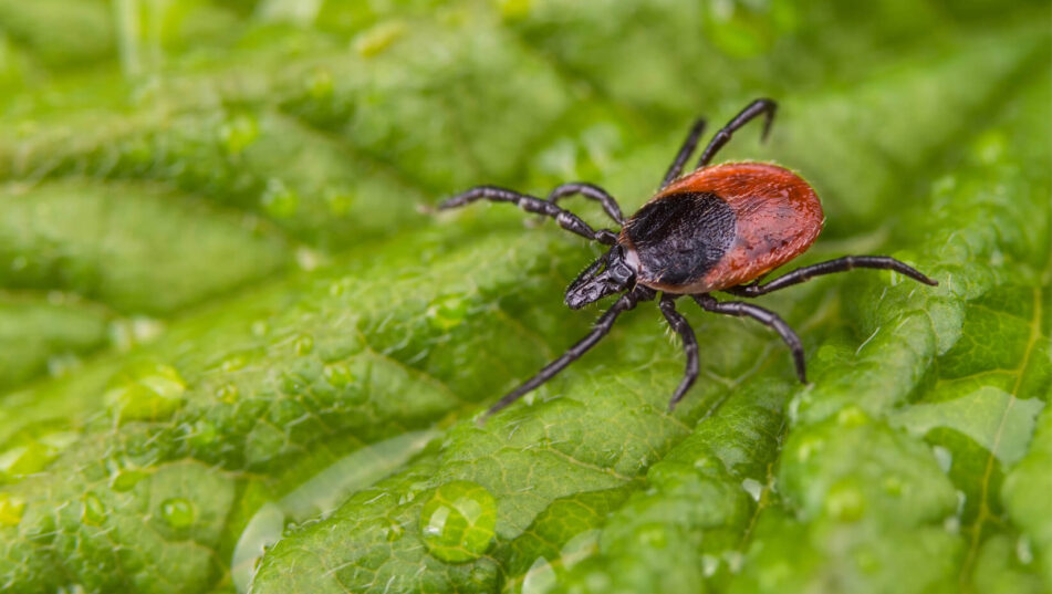 To control disease-transmitting blacklegged ticks, Gardner will isolate ...