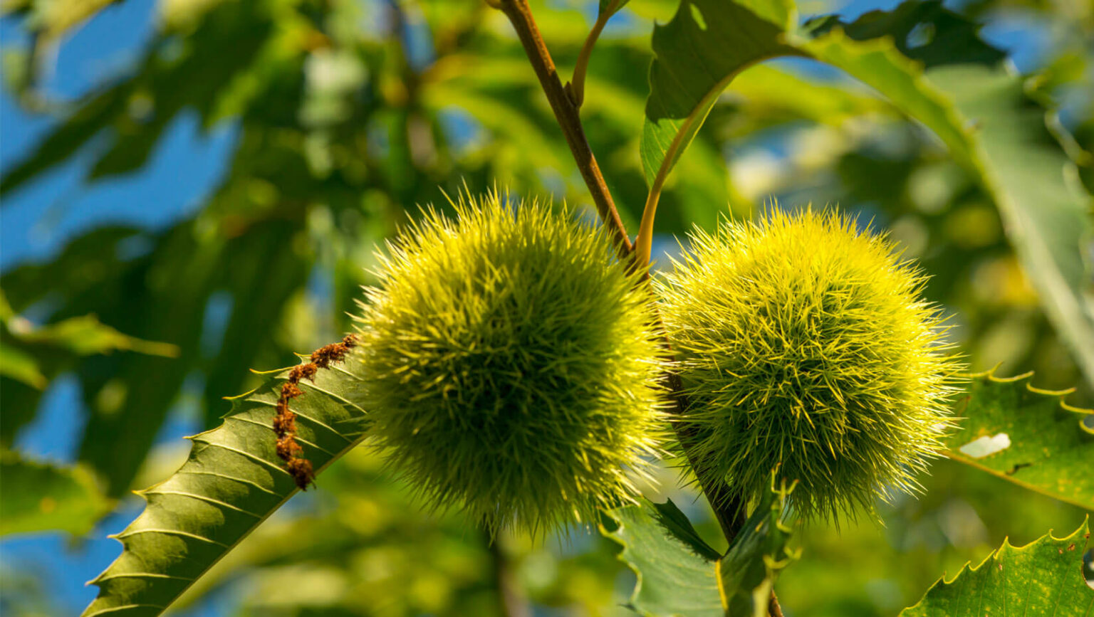 Tan Colleagues Plant American Chestnuts To Return Perfect Tree To   Chestnut Tree News Feature 1536x867 