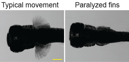 Zebrafish