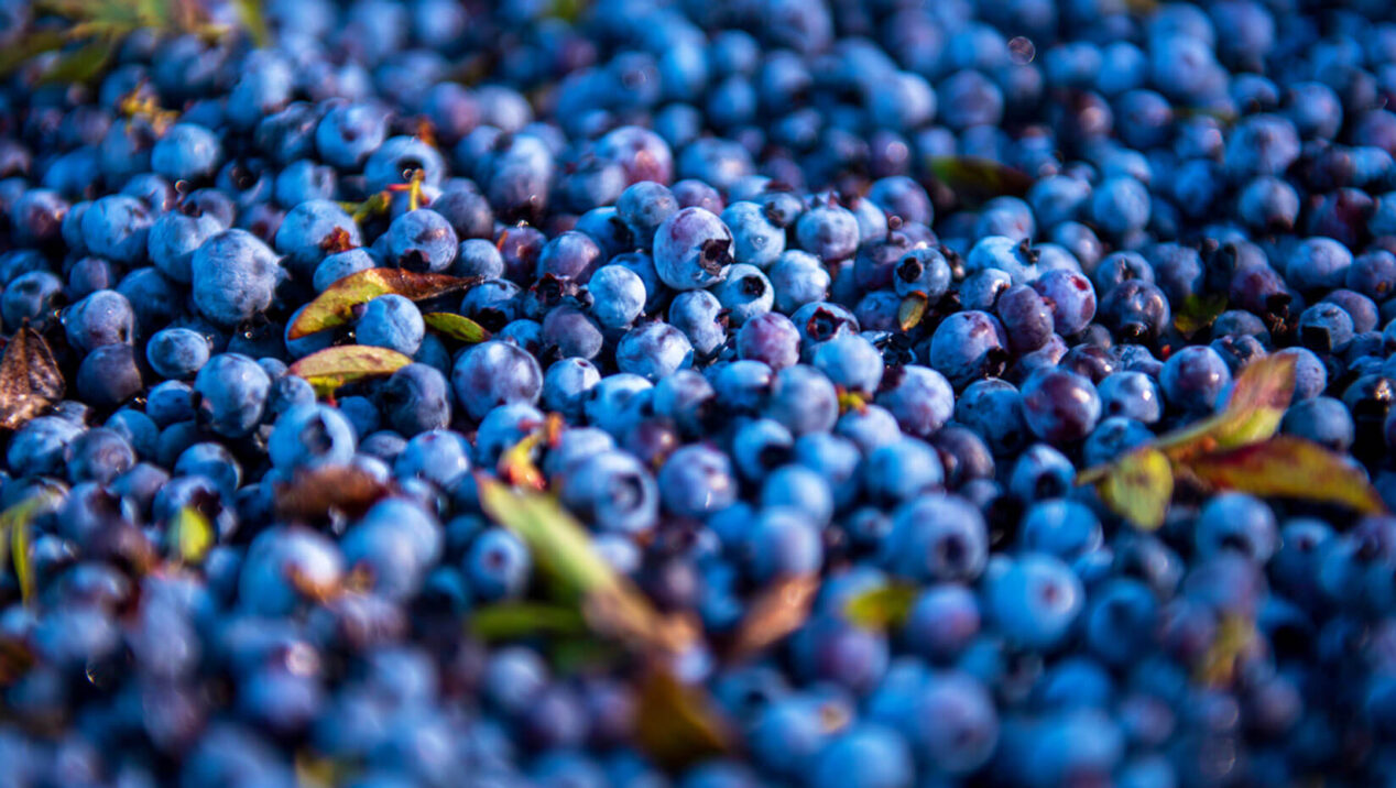 Study finds wild blueberry extracts influence blood vessel formation