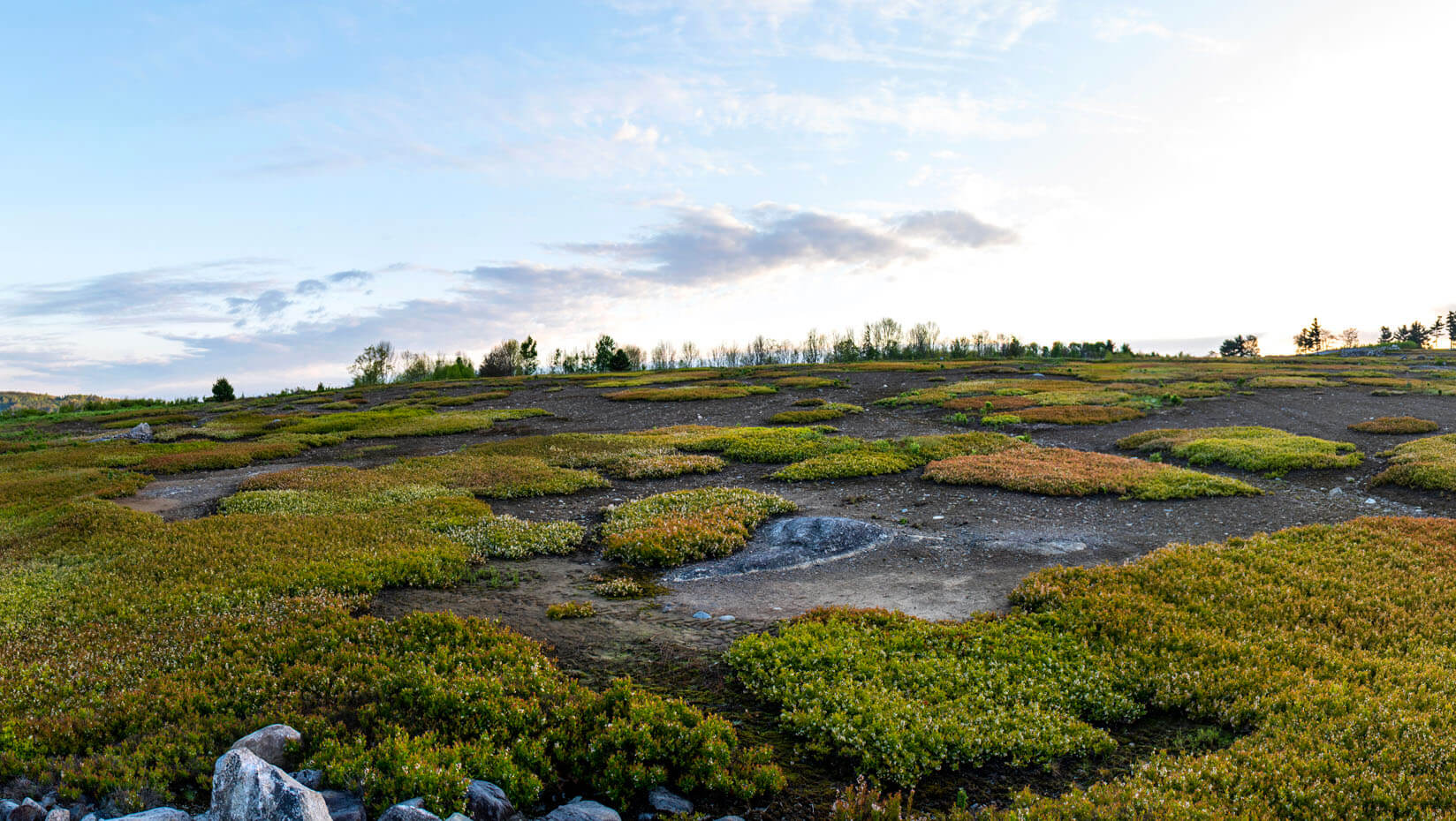 Blueberry field