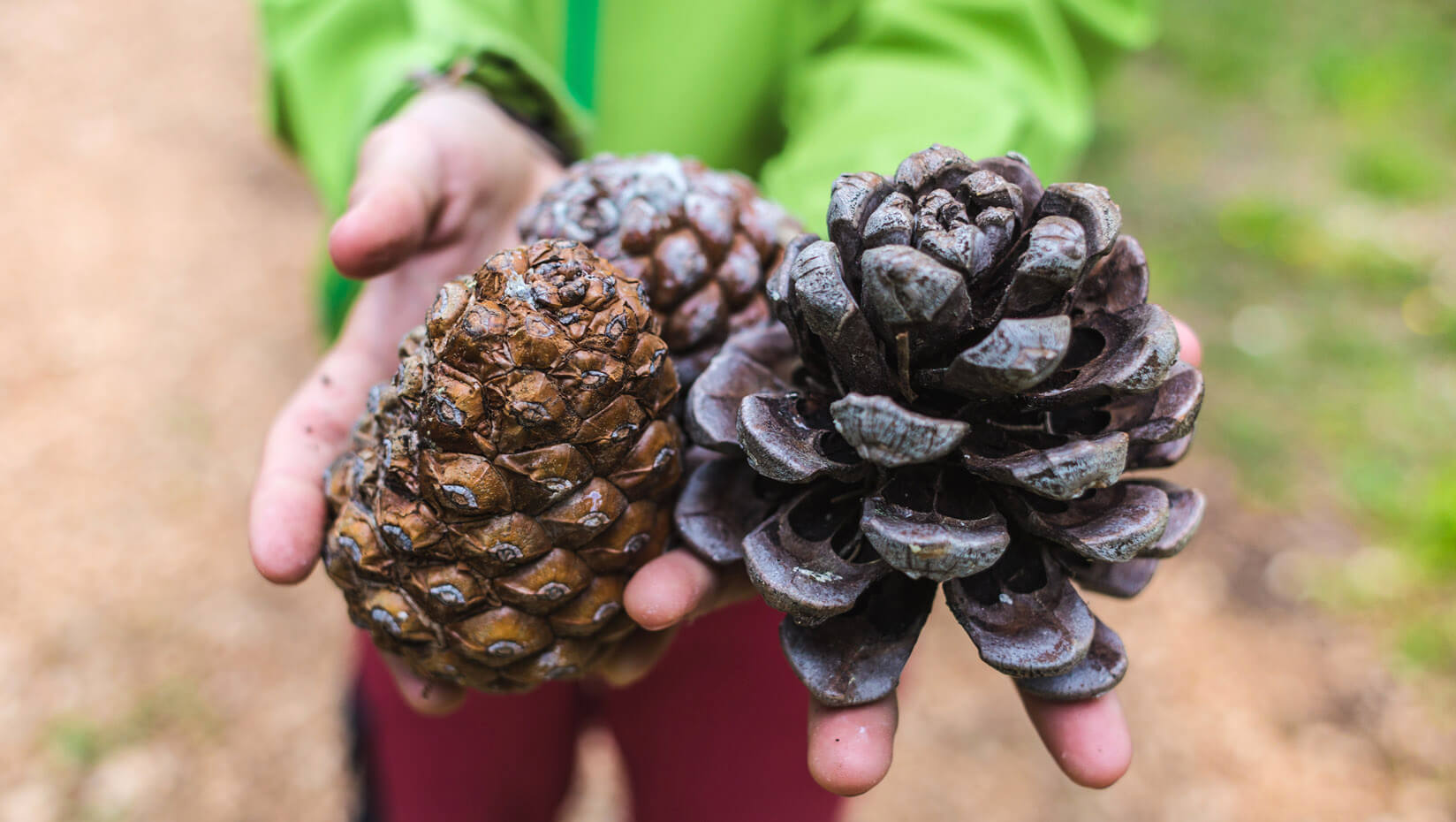 Hands holding pine cones