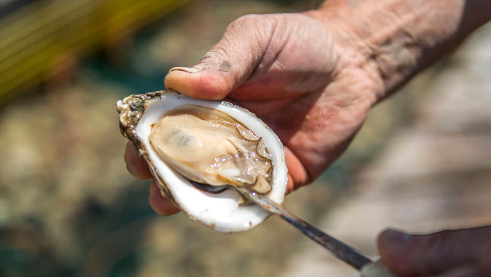 Hand holding an oyster