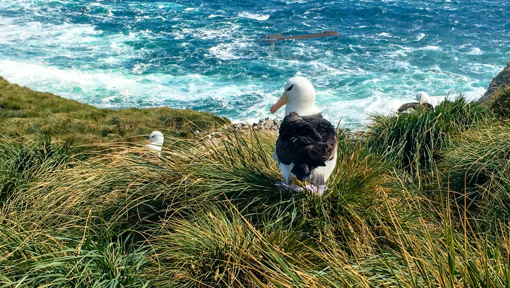 Black-browed albatross