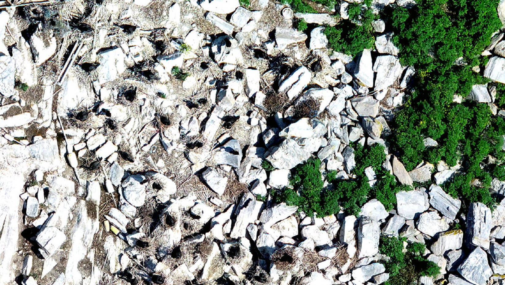 Aerial image of birds on a Maine island