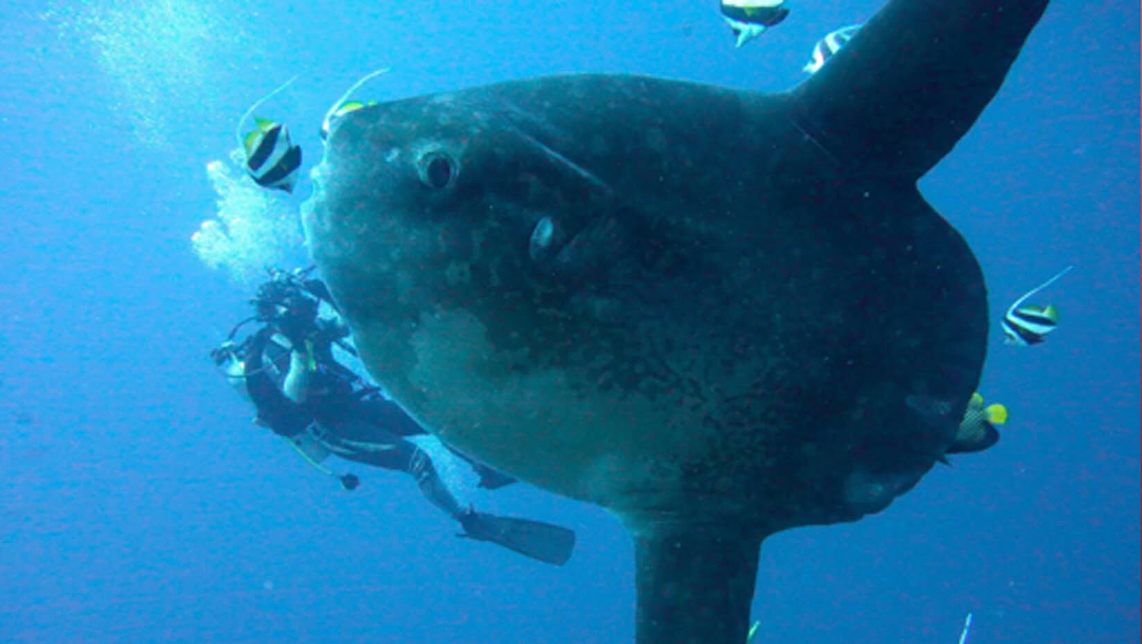 Samuel Tan diving with fish in the ocean