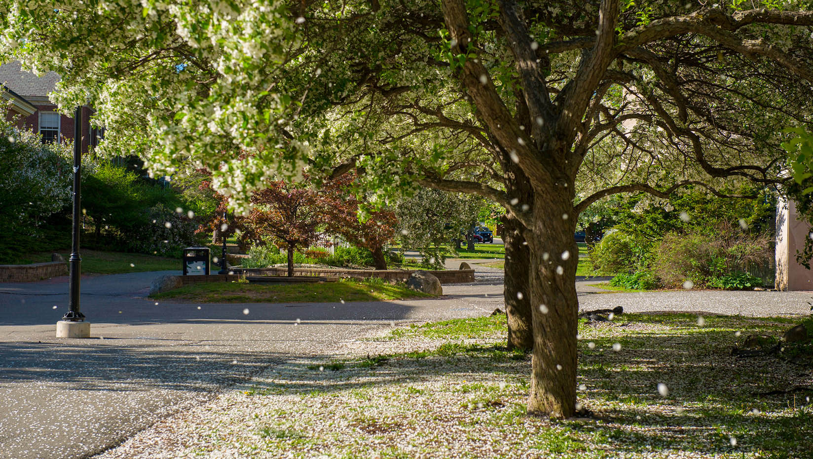 Trees outside Fogler Library