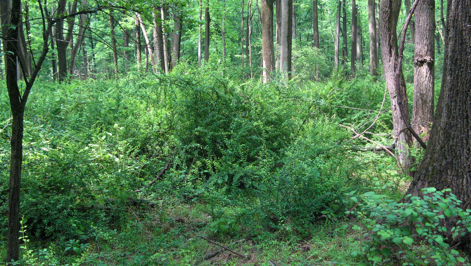 Japanese barberry