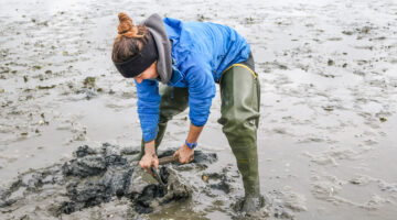 Kara Pellowe digging for softshell clams in June 2019 as part of her doctoral research in Newcastle, Maine.