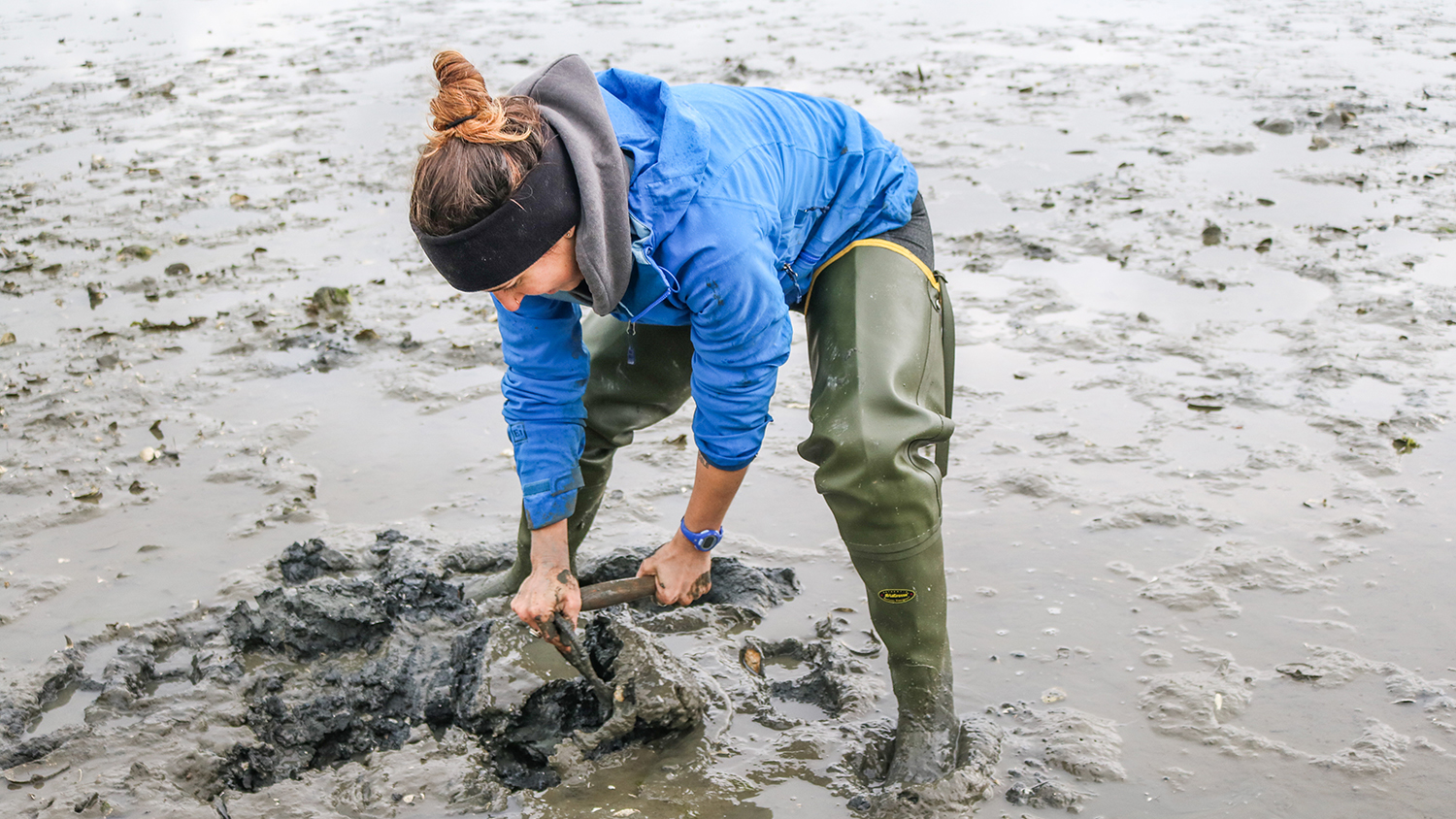 Kara Pellowe digging for softshell clams in June 2019 as part of her doctoral research in Newcastle, Maine.