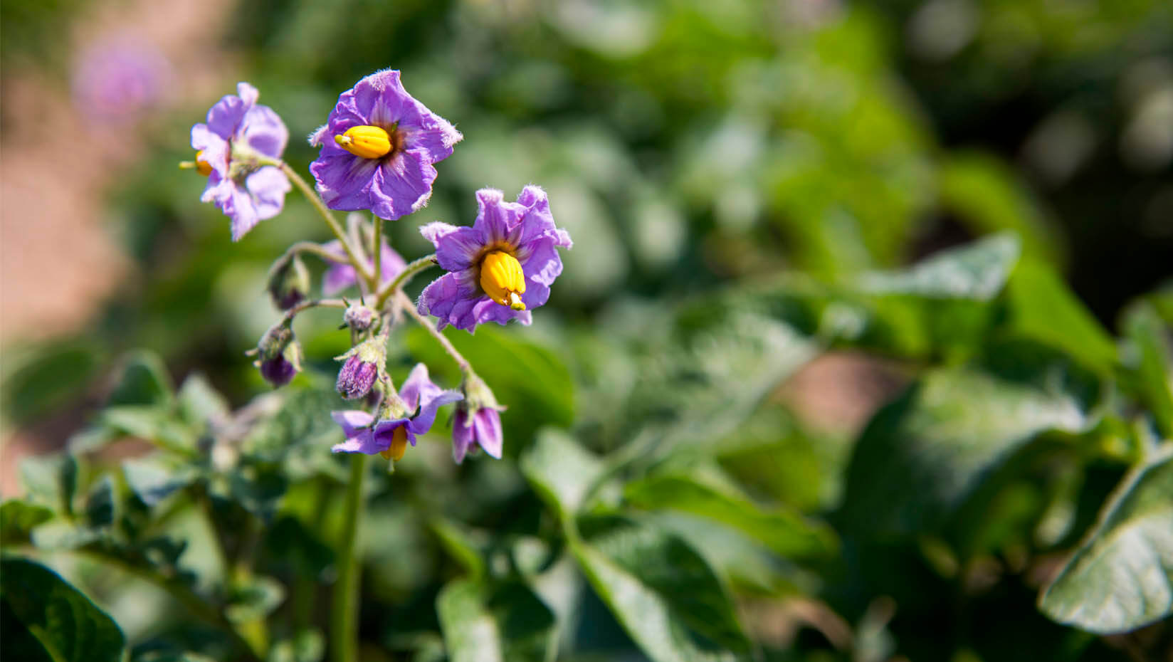 Potato blossoms