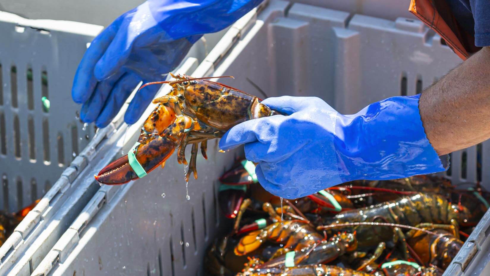 Fisherman holding a lobster