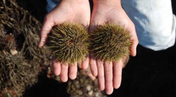 Hands holding two sea urchins