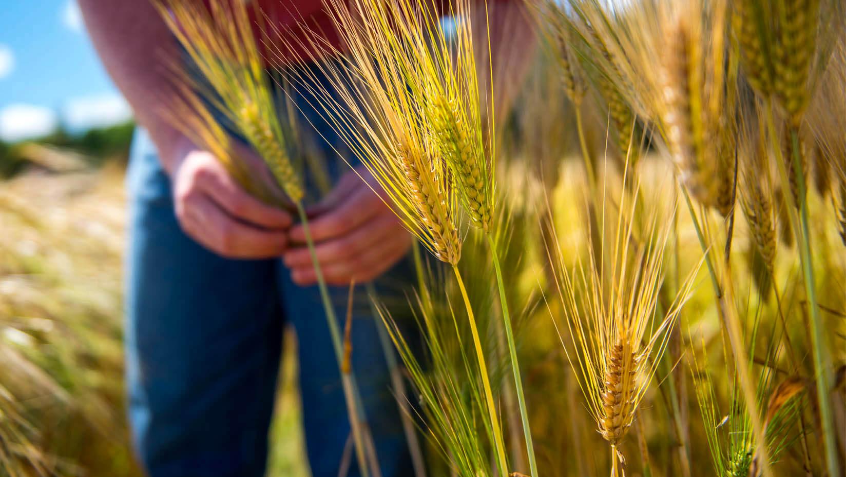 Grains growing in a field