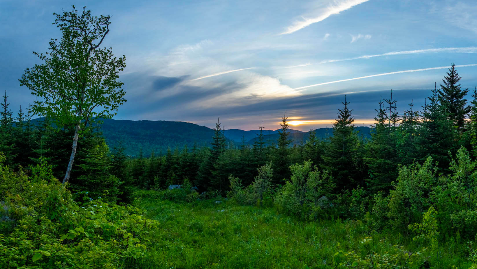Maine forest and mountains
