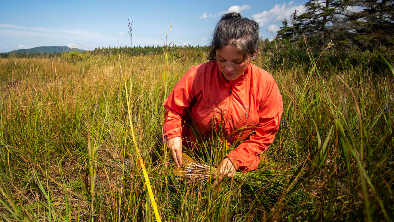 A woman gathers sweetgrass in a field
