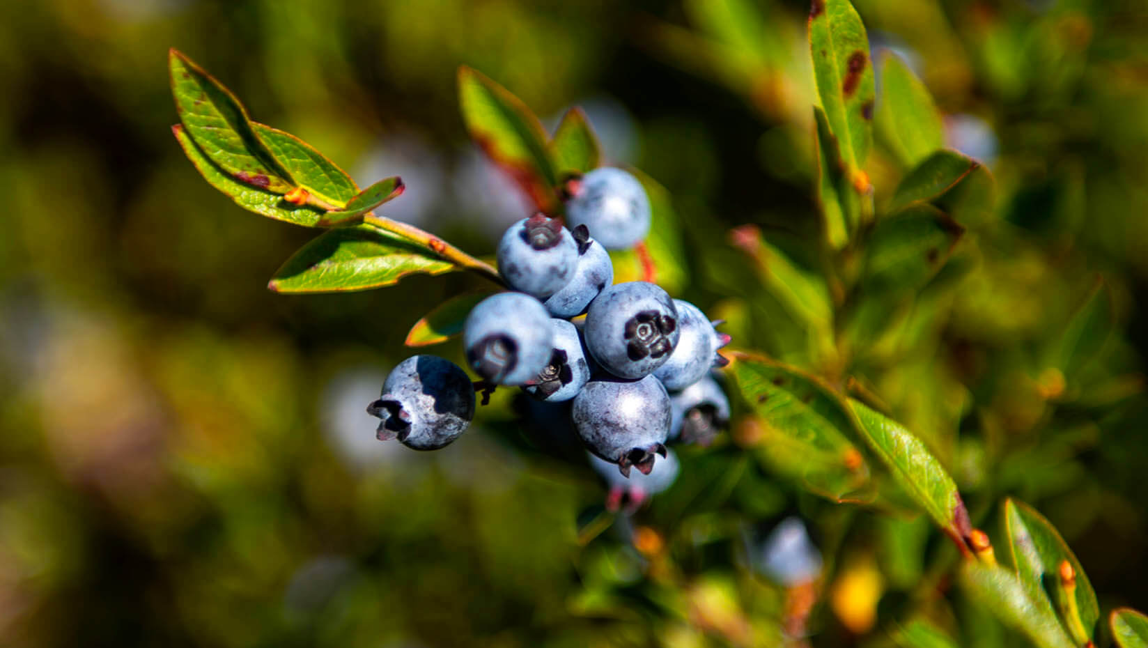 Wild blueberries in a field in Maine