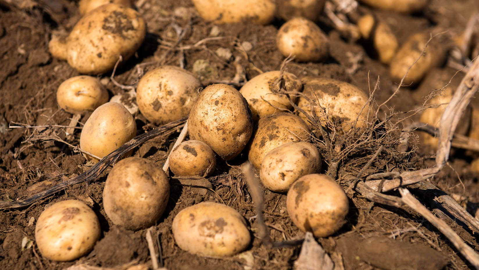 Potatoes in a field