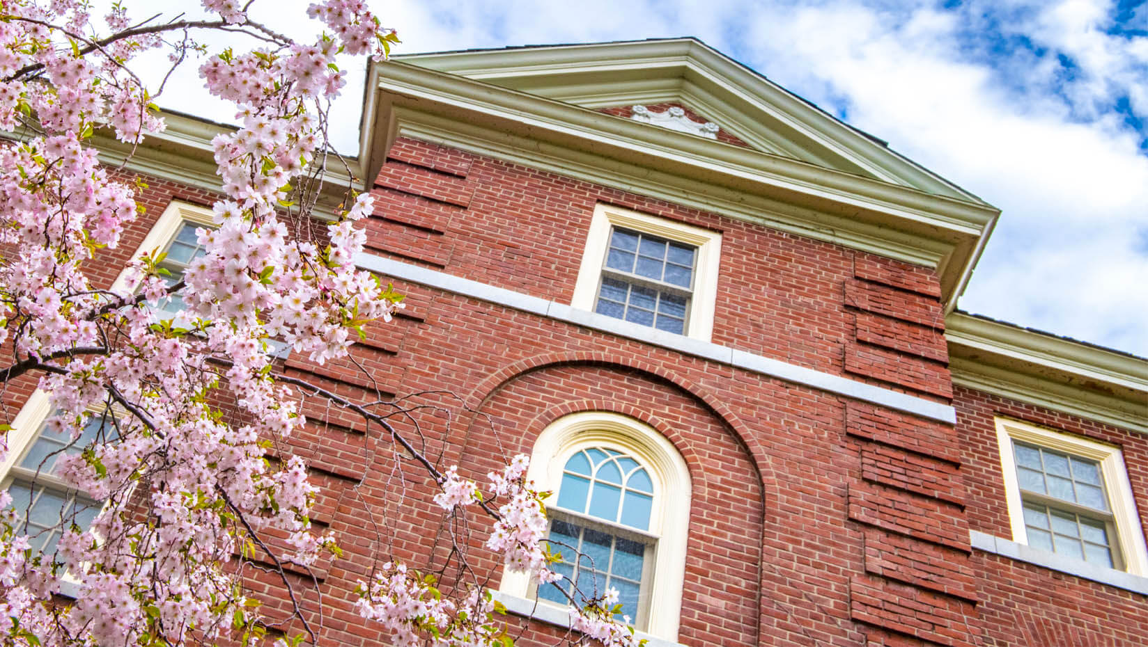 A flowering tree blooms outside a brick building